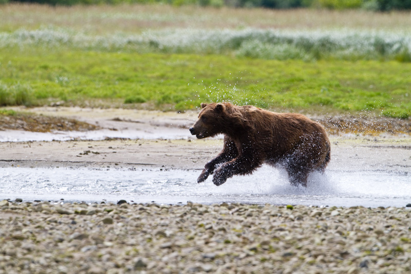 Grizzly Bear Chasing Salmon